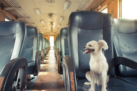 Dog and train. Things To Know About Dog and train. 